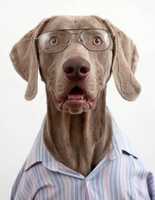 Free download Dale The Wonder Dog free photo or picture to be edited with GIMP online image editor
