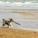 Dalmatian Dog on the Beach  screen for extension Chrome web store in OffiDocs Chromium