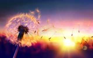 Free download Dandelion 02 free photo or picture to be edited with GIMP online image editor