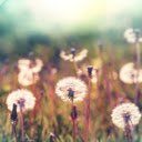 Dandelion at Sunset Theme  screen for extension Chrome web store in OffiDocs Chromium