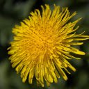 Free download Dandelion Flower -  free photo or picture to be edited with GIMP online image editor