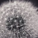 Dandelion flower  screen for extension Chrome web store in OffiDocs Chromium