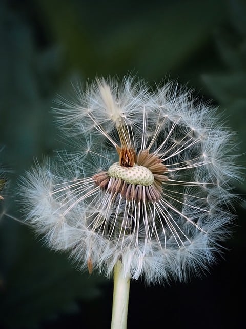 تنزيل Dandelion Flower Nature مجانًا - صورة مجانية أو صورة يتم تحريرها باستخدام محرر الصور عبر الإنترنت GIMP