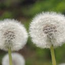 Dandelion Flowers  screen for extension Chrome web store in OffiDocs Chromium