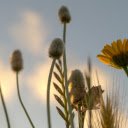 Dandelion Flowers at Sunset  screen for extension Chrome web store in OffiDocs Chromium