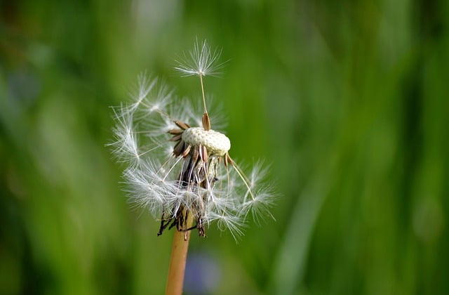 ດາວໂລດດອກ dandelion flying seeds ຟຣີເພື່ອແກ້ໄຂດ້ວຍ GIMP ບັນນາທິການຮູບພາບອອນໄລນ໌ຟຣີ