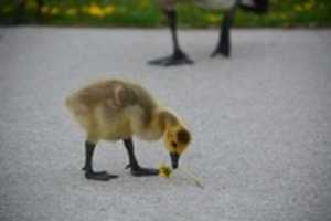 Free download Dandelion Gosling free photo or picture to be edited with GIMP online image editor