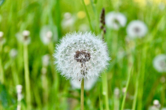 Free download dandelion grass plants meadow free picture to be edited with GIMP free online image editor