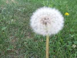 Free download DANDELION free photo or picture to be edited with GIMP online image editor