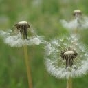 Dandelion in the wind  screen for extension Chrome web store in OffiDocs Chromium