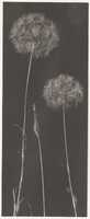 Free download Dandelions free photo or picture to be edited with GIMP online image editor