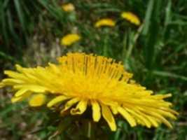 Free download Dandelions (Taraxacum) of Britain and Ireland free photo or picture to be edited with GIMP online image editor