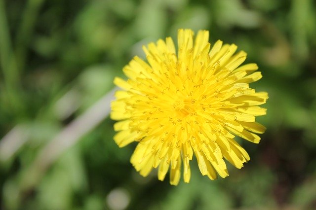 Download grátis Dandelion Summer Yellow - foto ou imagem gratuita para ser editada com o editor de imagens online GIMP