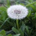 Dandelion wallpaper  screen for extension Chrome web store in OffiDocs Chromium