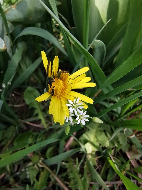 Téléchargement gratuit de pissenlit avec deux fleurs blanches - photo ou image gratuite à éditer avec l'éditeur d'images en ligne GIMP