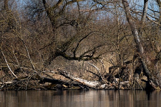 Free download danube river forest lake nature free picture to be edited with GIMP free online image editor