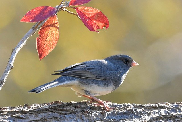 Descarga gratis la imagen gratuita del pájaro nevado del pájaro junco de ojos oscuros para editar con el editor de imágenes en línea gratuito GIMP