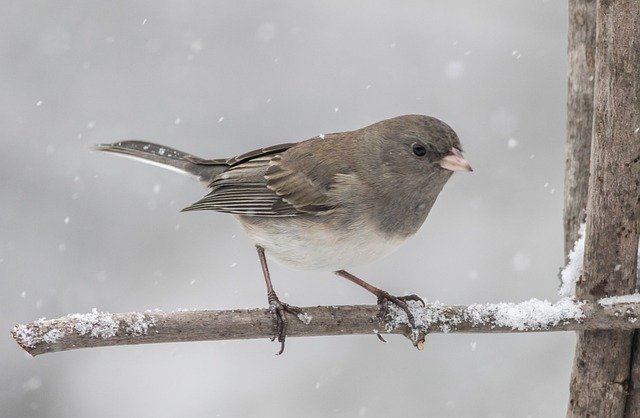 Descargue gratis la imagen gratuita de la naturaleza del pájaro junco junco de ojos oscuros para editar con el editor de imágenes en línea gratuito GIMP