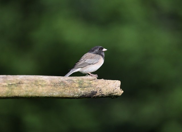 Free download dark eyed junco nature bird free picture to be edited with GIMP free online image editor