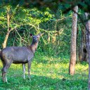 Dark Gray Deer  screen for extension Chrome web store in OffiDocs Chromium