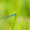 Dark green damselfly  screen for extension Chrome web store in OffiDocs Chromium