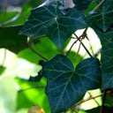 Dark green leaves  screen for extension Chrome web store in OffiDocs Chromium