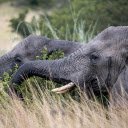 Dark Grey Elephants  screen for extension Chrome web store in OffiDocs Chromium