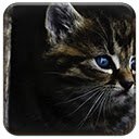 Dark Kitten  screen for extension Chrome web store in OffiDocs Chromium