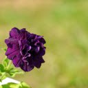 Dark Purple Flower  screen for extension Chrome web store in OffiDocs Chromium