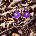 Dark purple flowers  screen for extension Chrome web store in OffiDocs Chromium
