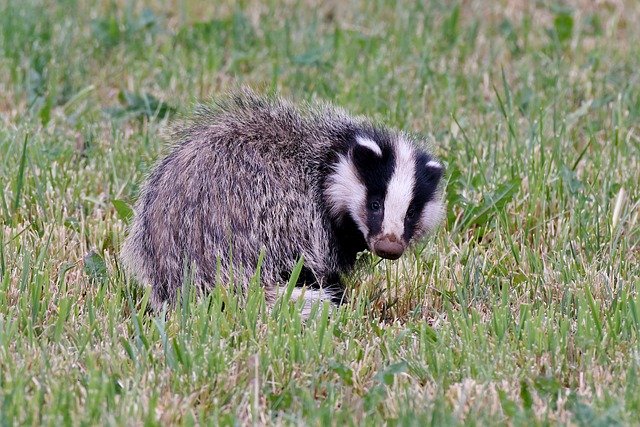Free download das mammal wild nature fauna free picture to be edited with GIMP free online image editor