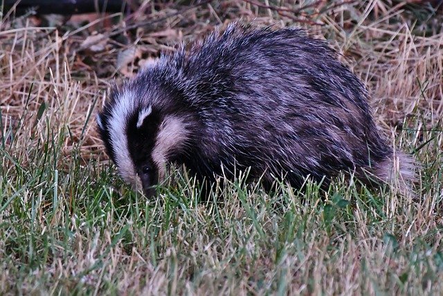 Descărcare gratuită a mamiferelor sălbatice din natura animală a imaginii gratuite pentru a fi editată cu editorul de imagini online gratuit GIMP