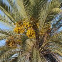 Date palm Tree  screen for extension Chrome web store in OffiDocs Chromium