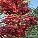 date wallpaper  screen for extension Chrome web store in OffiDocs Chromium