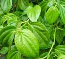 Free download Daun Sirih free photo or picture to be edited with GIMP online image editor