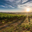 Dawn on the grape farm  screen for extension Chrome web store in OffiDocs Chromium