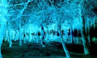 Free download Day Dream Blue Tree free photo or picture to be edited with GIMP online image editor