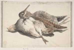 Free picture Dead Birds. to be edited by GIMP online free image editor by OffiDocs