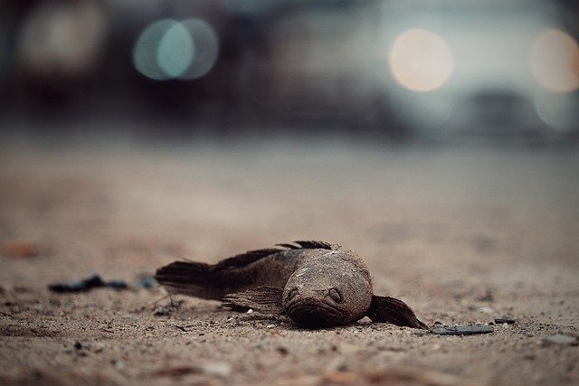 जीआईएमपी मुफ्त ऑनलाइन छवि संपादक के साथ संपादित करने के लिए मृत मछली रेत सड़क मछली बोकेह मुफ्त तस्वीर डाउनलोड करें