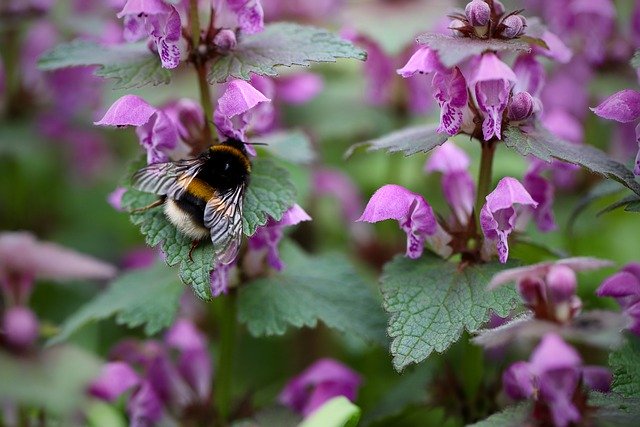 Free download dead nettle bumblebee free picture to be edited with GIMP free online image editor