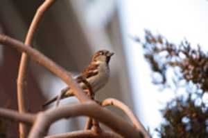 Free download December Sparrow free photo or picture to be edited with GIMP online image editor