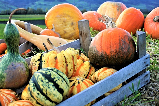 Free download decorative pumpkins vegetables free picture to be edited with GIMP free online image editor