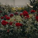Deep Crimson Roses in Garden Setting  screen for extension Chrome web store in OffiDocs Chromium