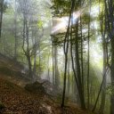 deep forest and fog  screen for extension Chrome web store in OffiDocs Chromium