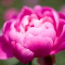 Deep Pink Peony Flower Theme  screen for extension Chrome web store in OffiDocs Chromium