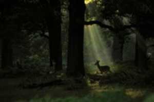Free download Deep Woods free photo or picture to be edited with GIMP online image editor