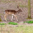 Deer and Horns  screen for extension Chrome web store in OffiDocs Chromium