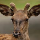 Deer and small antlers  screen for extension Chrome web store in OffiDocs Chromium