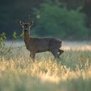 Deer and the Field  screen for extension Chrome web store in OffiDocs Chromium