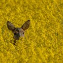 Deer and yellow flowers  screen for extension Chrome web store in OffiDocs Chromium